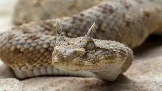 The 10 Deadliest Snakes in Africa!
