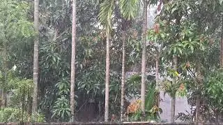 Rain rain go away