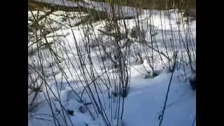Поход выходного дня на лыжах по реке Тосна