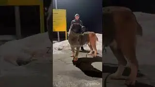 Ганик! Волкодав САО Нового поколения!!!