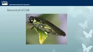 Update on Emerald Ash Borer Biocontrol Methods & Research (EAB University webinar)