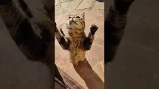Юридически подкованный кот знает толк в колбасе 😸😺😸 #trending #cat #кот #коты #cats #funny #смех