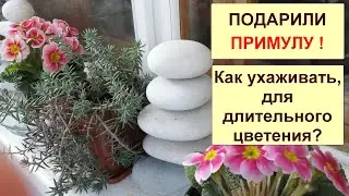 Примула. Подарили, как ухаживать, чтоб обеспечить  долгое цветение? Простые принципы ухода.