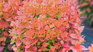 Барбарис тунберга Флоренс 🌿 обзор: как сажать, саженцы барбариса Флоренс
