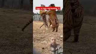 Tiger vs tiger real fight