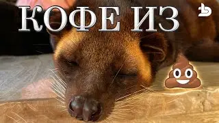 Бесплатные чай и кофе на Бали. Дегустация. Кофе Лювак