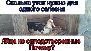 Индоутка не Несется. Почему неоплод у Яиц /Половозрелый Возраст/Чем кормлю Уток . Ответы на Вопросы