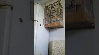 Не часто так сидит в клетке