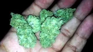 Cat Piss Strain