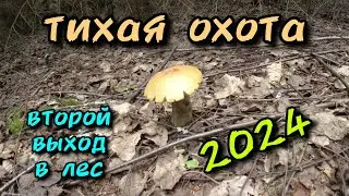 Тихая охота второй выход в лес 2024