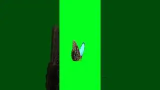 Green Screen Butterfly | @syedashahtv