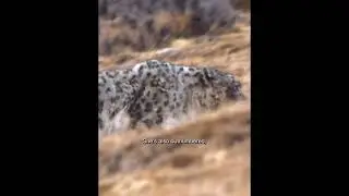 #Барс на глазах собак, убивает Домашний скот!