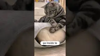 Get this for your cat, urgent