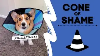 Talking Corgi has to wear the Cone of Shame! 