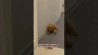 Это не собака, а кролик 😂