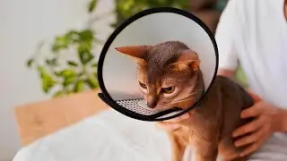 7 Secrets Your Vet Won't Tell You About Cat Skin Problems / Cat World Academy