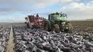 Red cabbage harvest ASA-LIFT TK2000