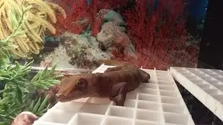 Feading a Golden Gecko