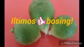 Turpning foydasi bisyor  Турпнинг фойдаси