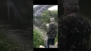 белый Амур 21кг р.Рось Украина