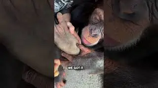 This monkey felt something was inside his leg ♥️