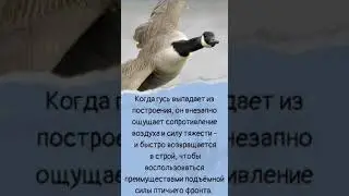 Чему нас могут научить гуси