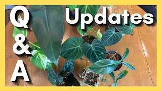 Chit-Chat, Pot that Plant  ||  BASEMENT Update & Revised Upload Schedule