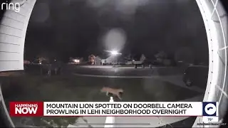 Mountain lion spotted prowling around Utah neighborhood