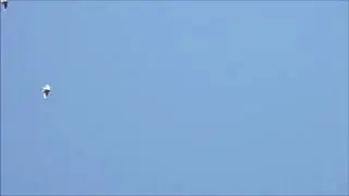 Ижевские бурые_ полёт
