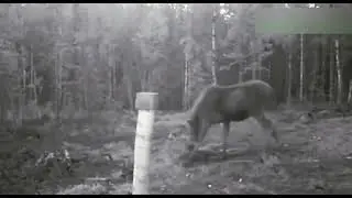 Волки напали на лосенка..