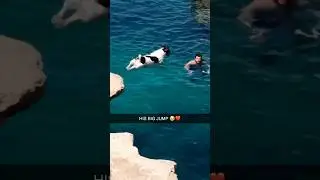 This dog is an Olympic Diver 🤯