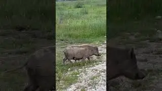 ❤️Неожиданная встреча с беглецами. #shortvideo #shorts #animals