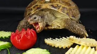 😋ASMR: Tortoise, Turtle Eating Tomato & Potato