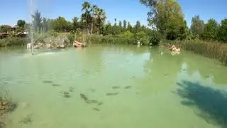 Fish Pond with Relaxing Nature  screen animation | screen effects