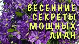 КЛЕМАТИСЫ ПРЕВРАТЯТСЯ В МОЩНЫЕ ЛИАНЫ! Сделайте ТРИ ПРОСТЫХ ШАГА ВЕСНОЙ