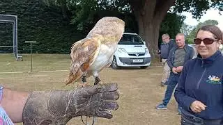 Falconry! Part 2 (Nature + Camera + Sound)