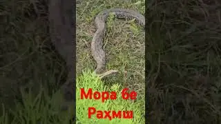 мори калон дар Тоҷикистон