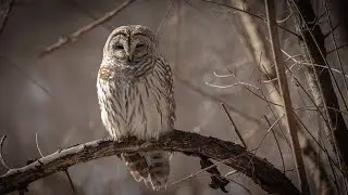 Edge of Frame - A New Wildlife Photography Series!