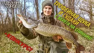 РЕДКО ПОПАДЁШЬ НА ТАКОЙ КЛЁВ! ЛОВЛЯ ЩУКИ И СУДАКА С БЕРЕГА. Рыбалка на спиннинг весной 2021