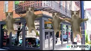cat dance#meme#shorts