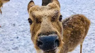 Поездка в Оленью Ферму (Иткуль). Интересное место с хорошими зверями!