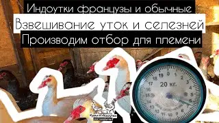ВЗВЕШИВАЕМ СЕЛЕЗНЕЙ! Индоутки Гримо в нашем хозяйстве. Вес радует! Отобрали на племя! 🦆 