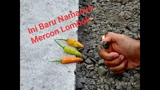 Petasan Cabe , Mercon Lombok Asli Bukan Kaleng-kaleng , Satu Rumah Bersin-bersin