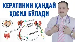 КРЕАТИН, КРЕАТИНИН ОРГАНИЗМДА ҚАНДАЙ ЎРИНГА ЭГА ШУ ҲАҚИДА ИСЧАНОВ