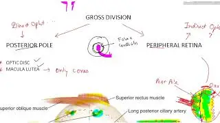 Retina anatomy 2 | ophthalmogy lecture