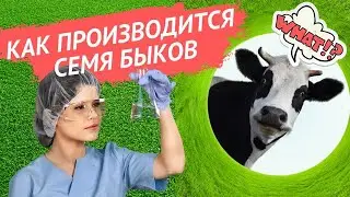 Племенные быки  | Фермерское дело