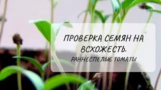 Раннеспелые томаты🍅 Проверка семян на всхожесть.