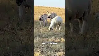 Алабай против СЕВЕРНЫХ волков🤔🔥🐺
