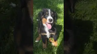 It’s My Bernese Mountain Dog’s 3rd Gotcha Day! Happy Gotcha Day, Weller! 🖤
