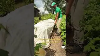 Вот почему скручиваются листья! Покажу как устранить проблему